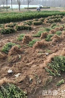 高度20厘米豆瓣黄杨
