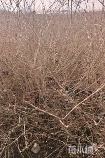 高度60厘米水蜡