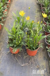 高度25厘米黄金菊
