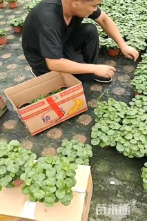 高度20厘米铜钱草