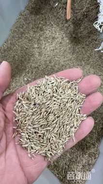 百慕大草种子