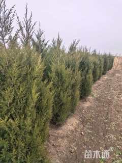 高度150厘米蜀桧