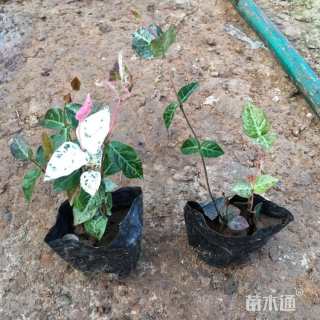 40厘米花叶络石