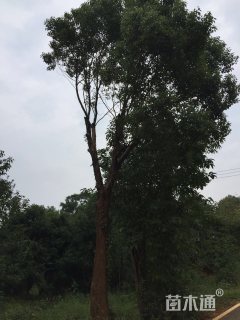 40公分香樟