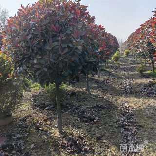 8公分红叶石楠