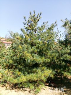 高度500厘米华山松