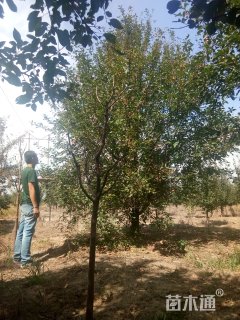 18公分绚丽海棠