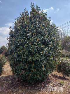 高度290厘米蓝冰柏