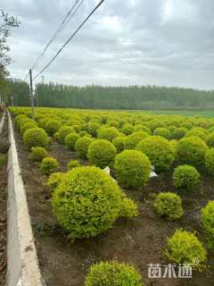 冠幅180厘米金冠女贞球