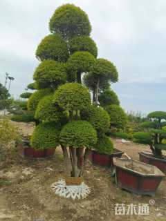 15公分造型亮晶女贞