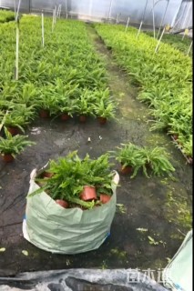 高度30厘米波斯顿蕨