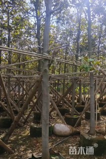8公分广玉兰