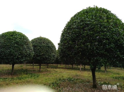 18公分桂花