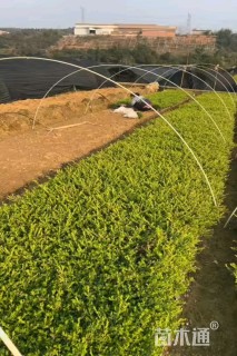 高度20厘米细叶萼距花