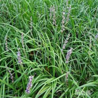 高度12厘米麦冬