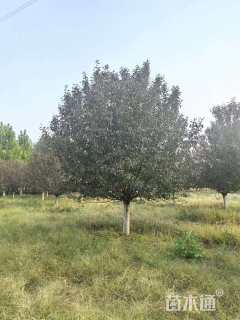 高度200厘米丛生海棠