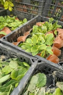 高度30厘米金边玉簪