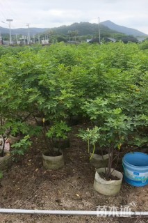 高度30厘米三角梅
