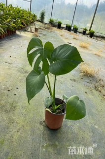 30厘米龟背竹