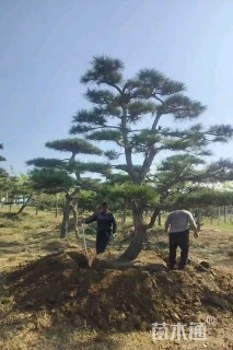 10公分造型松