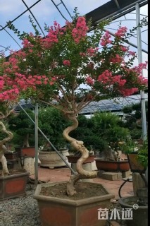 10公分造型紫薇