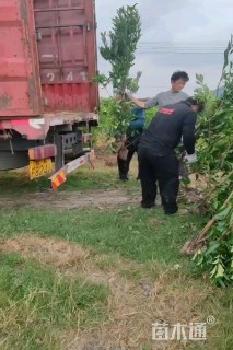高度110厘米法国冬青