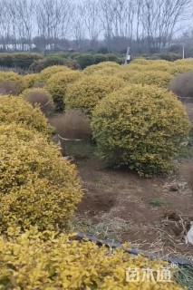 冠幅120厘米亮晶女贞球