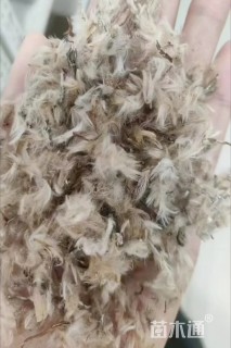 勋章菊种子