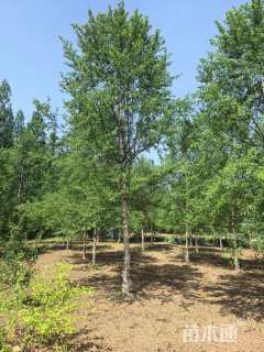 高度650厘米丛生河桦