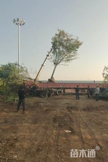 14公分榉树