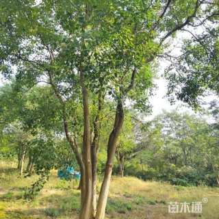 15公分丛生乌桕