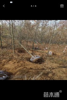 25公分麻栎