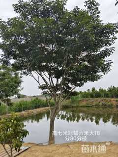 20公分紫花风铃木