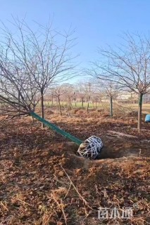 10公分染井吉野樱