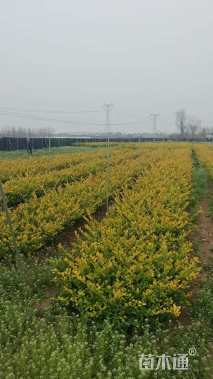 高度60厘米金森女贞小苗