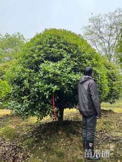 20公分桂花