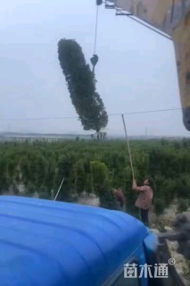 高度180厘米大叶黄杨柱