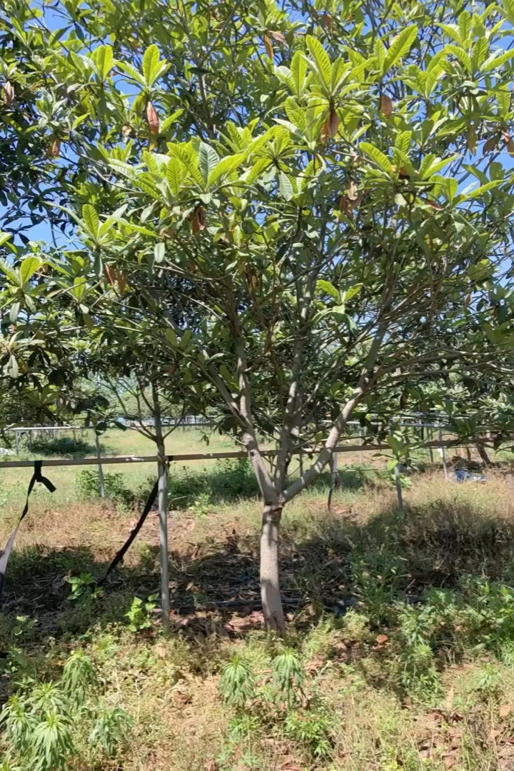 13公分枇杷