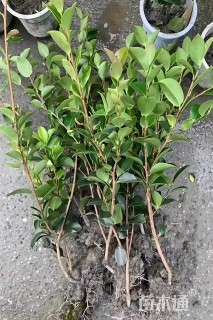 高度30厘米茶梅小苗