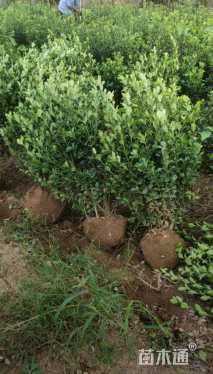 冠幅50厘米大叶黄杨球