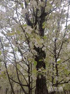 12公分彩叶豆梨