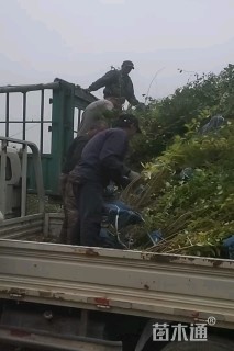 高度180厘米连翘