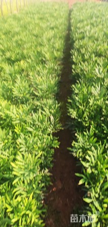 高度50厘米十大功劳