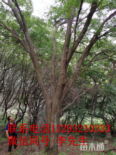 40公分五角枫