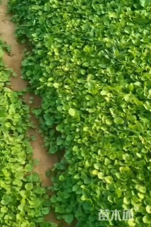 高度10厘米二月兰