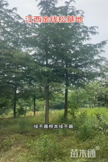 20公分金钱松