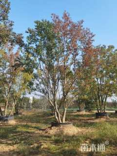 10公分(5杆)丛生乌桕