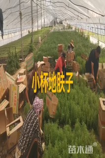 高度25厘米地肤