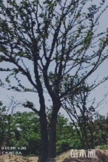 60公分(3杆)丛生朴树