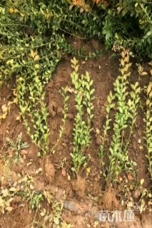 高度40厘米瓜子黄杨